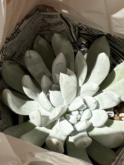 Dudleya pachyphytum