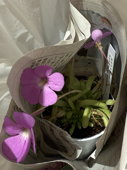 Pinguicula moctezumae x rotundiflora