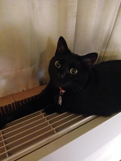 A black kitty with large yellow eyes and a pink collar laying stretched across the only heat register in our apartment. She's staring at me as if to say, "Yes? Can I help you? You're disturbing me from getting ready for my nap."