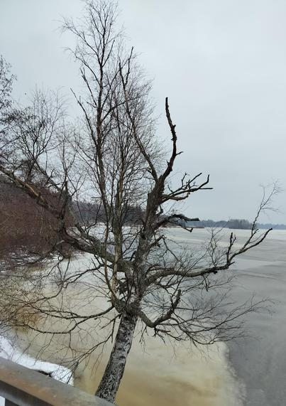 Cloudy grey sky, some ice by the river and a tree 