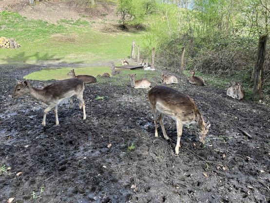 Des cerfs se reposant dans une clairière. Deer resting in a clearing. Cervi che riposano in una radura.