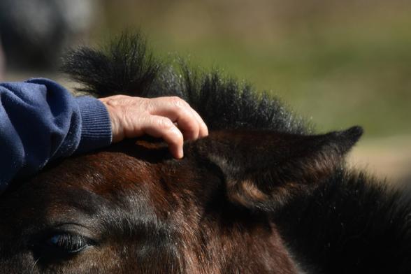 Se aprecia un primer plano del lado izquierdo de un caballo castaño o zaino con crin oscura encrespada. Se ve la mano de una persona sobre su frente. Dado que el ojo del caballo aparece entornado y habiendo sido testigo de las reiteradas veces que se acercaba, es casi seguro que recibía con mucho agrado las caricias de una mano amiga.