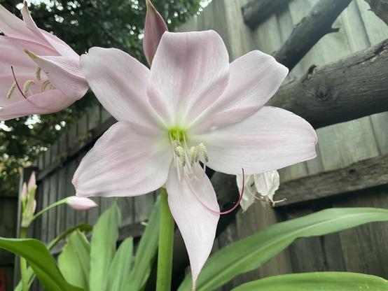 Green centre of flower with large pink-creamy white petals and long green leaves