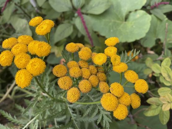 43+ bunch of Yellow Tansy flowers with fine green leaves