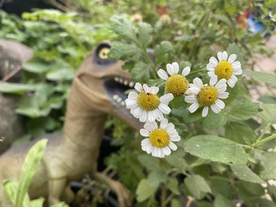 White petals with yellow centre on feverfew plant; five flowers are being “chewed upon” by a plastic brown skinned - yellow eyed - white toothed dinosaur.