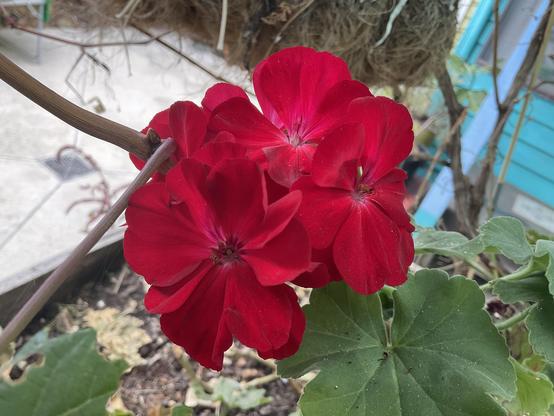Dark red petals of Geranium flowers with green leaves 