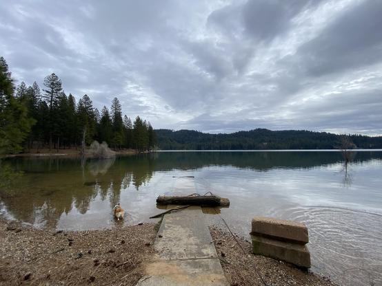 A serene lakeside scene featuring a gravel shore, a clear body of water, and lush green trees in the background under a cloudy sky. A dog is seen walking into the water, while a small dock made of concrete and wood is present at the shore. 