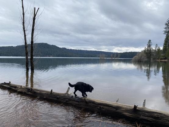 A black dog walks along a submerged log at the edge of a calm lake, surrounded by trees and mountains under a cloudy sky. The water reflects the landscape, creating a tranquil scene.