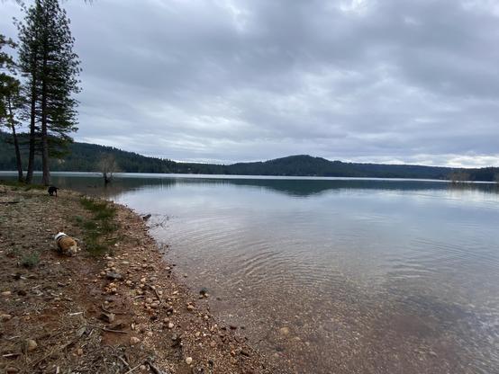 A serene lakeside view with a rocky shore, trees lining the edge, and two dogs near the water. The sky is overcast, reflecting softly on the lake's surface amidst surrounding hills.