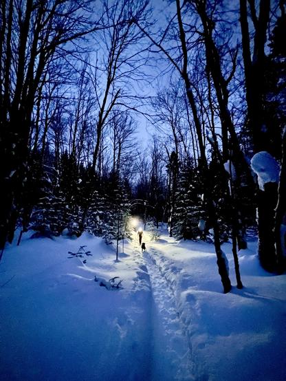 Path in a snowy forest by night with light at a distance 