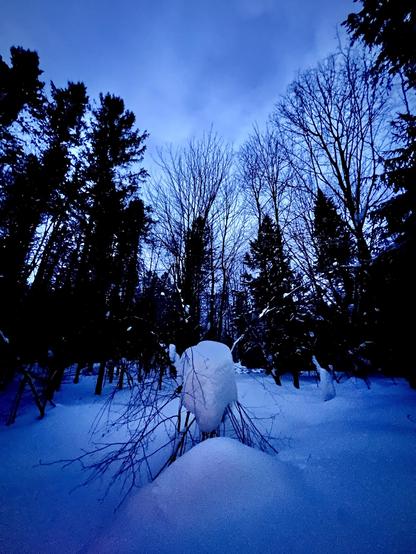 Snowy forest by night
