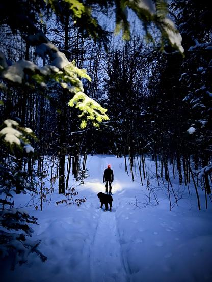 Path in a snowy forest by night with man and a dog