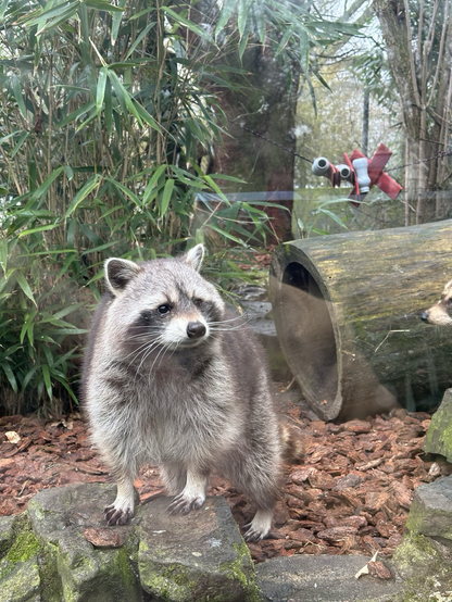 A single raccoon stands on a rock, facing slightly to the left. It has fluffy, gray-brown fur, a black facial mask, and a ringed tail. Behind it, there’s a large hollow log and more bamboo. The same red plastic device can be seen in the background. The ground is covered in bark chips, and the scene is enclosed by glass, with faint reflections visible.