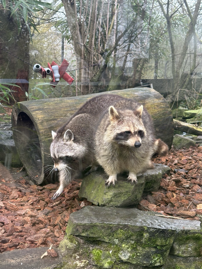 	Two raccoons in a zoo-style enclosure. They’re perched on mossy rocks near a hollow log. The raccoon on the left is stepping forward with its front paw extended, while the one behind it is slightly higher on the rock, looking toward the camera. Both have thick, grayish-brown fur with black “masks” around their eyes and ringed tails. The ground is covered in bark chips, and tall bamboo plants fill the background. A red plastic device is visible behind the log.