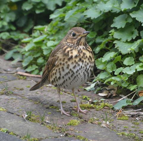 Op een klinkerpaadje in onze tuin zit de Zanglijster met zijn gespikkelde borst naar de fotograaf gekeerd 😍
