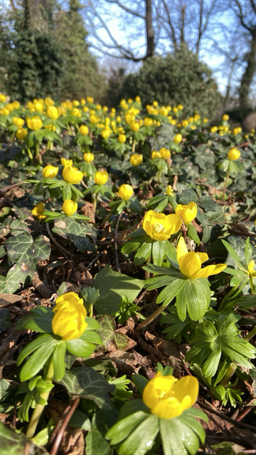 Gelbe Winterlinge blühen im Schlossgarten Pankow-Niederschönhausen 