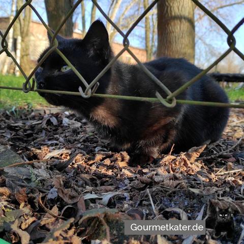 Kater am Zaun