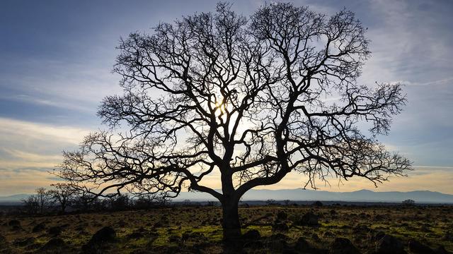 I captured this frame of this big oak tree at the Sacramento Riverbend area in Tehama County California, just a few miles east of Red Bluff. I took an afternoon stroll with my son and was struck by the way the big leafless tree looked as it was backlit/silhouetted against the late day sun, showing off the interesting twists and turns of its branches.

The Sacramento Riverbend area in Tehama County, California, is a region located along the Sacramento River, known for its natural beauty and relatively rural, tranquil atmosphere. The “Mediterranean” type climate in that area makes for some very dramatic seasonal changes from very green in the late winter and spring to quite arid in summer and it can be quite interesting to check it out in all the different seasons so I try to get there a couple times a year.
