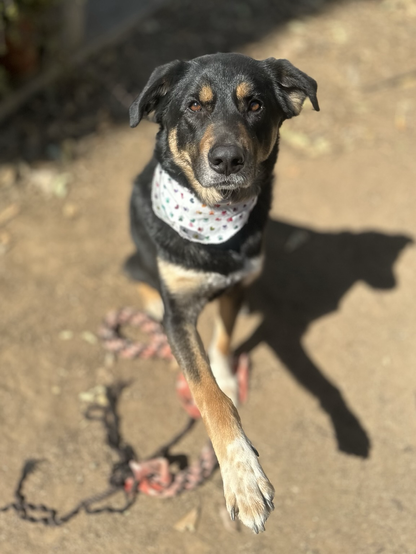 A large black and brown dog with a colorful bandana paws towards the camera