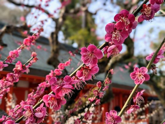 Vivid pink plum blossoms in bloom at Kitano Tenmangu.
