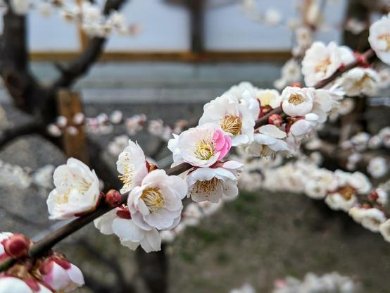 One of the most stunning ume are the two-toned 'sakiwake' (咲き分け 'variegated flowers').