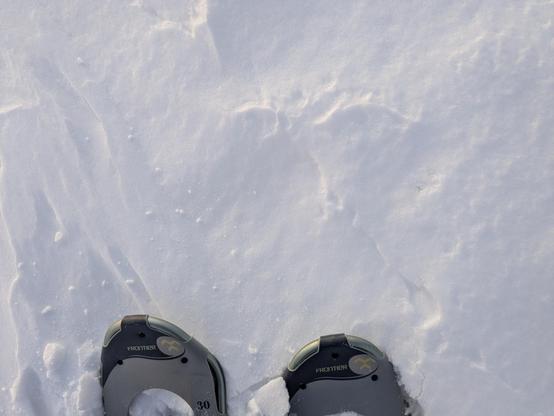 Image: Looking down at the tips of my snowshoes in the snow. 
Imagen: Mirando hacia abajo a las puntas de mis raquetas de nieve en la nieve.
Image : Je regarde le bout de mes raquettes dans la neige.
Billede: Ser ned på spidserne af mine snesko i sneen.
Bilde: Ser ned på tuppen av trugene mine i snøen.
Ajjiliuqtausimajuq: takunnaqtunga ataanut sikumi kailluarutikka tipinginnik aputimi.
Assilisaq: Qimuttuitsuni qimmit qimuttut tippiisa allamut qiviarlugit.
Govva: Geahččan vuolábeallái mu snihkkárgávttiid muohttagis.
Kuva: Katson lumikenkieni kärkiä lumessa.
Bild: Blick auf die Spitzen meiner Schneeschuhe im Schnee.
