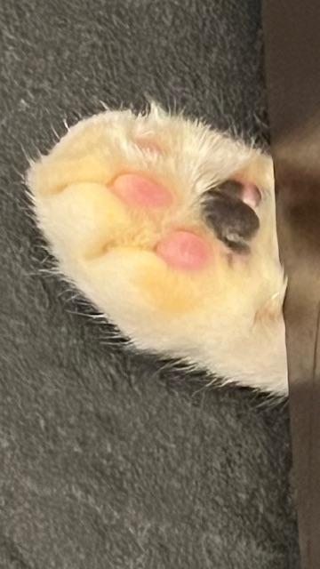 A close-up shot shows a white cat's paw with pink and black paw pads, resting on a gray and black furry surface. A brown surface is visible on the right side of the frame.

Provided by @altbot, generated using Gemini