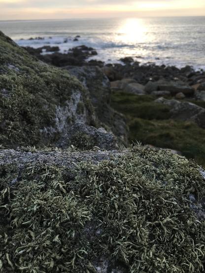au premier plan, un rocher ouvert de lichens gris-verts, au loin le reflet du sleil bas sur l'horizon