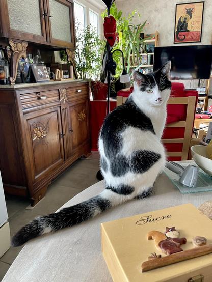 A black and white cat sits on a table, facing away. The background features a wooden cabinet, houseplants, and various items, including a decorative box labeled "Sucre."