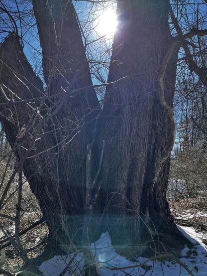 The large compound trunk of a tree fills the picture. A bright sun gleams through the V formed by two of its constituent trunks.  Snow covers the ground at its roots.