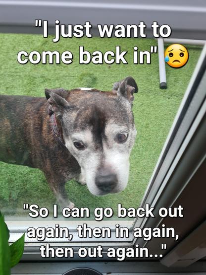 South Shields's favourite staffy Mya encapsulated in meme format trying to garner sympathy about being inside, then going out, only to come back in etc