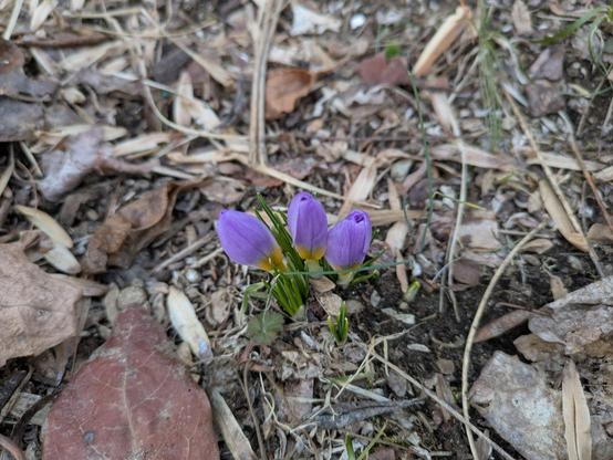 Photo of three purple crocuses pushing up through leaf litter.