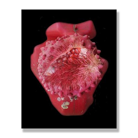 Digital collage of photographic cutouts : a piece of red plastic, a red dog's ball and a red fruit, each element on top of the other, forming a heart shape on a black background.