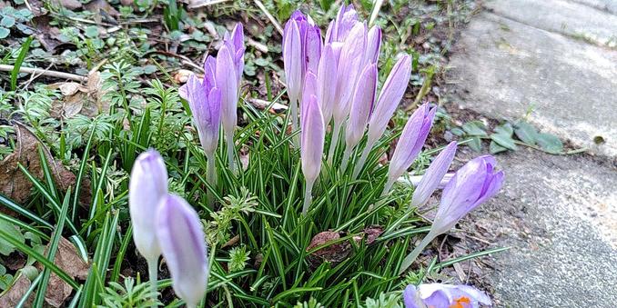 Des crocus mauves sur le bord d'un trottoir entourés de quelques herbes.

Purple crocuses on the edge of a sidewalk surrounded by a few grasses.