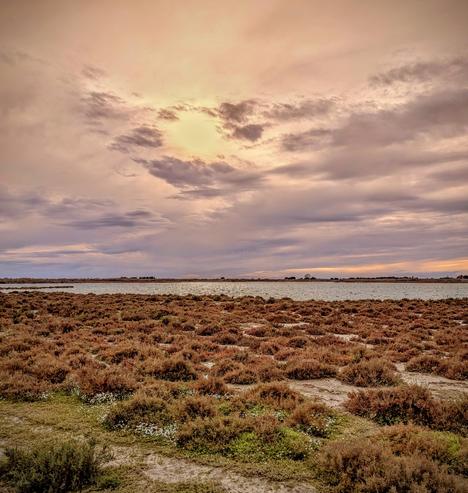 Un paysage de camargue en hiver. 
Les marais en premier plan et un étang derrière