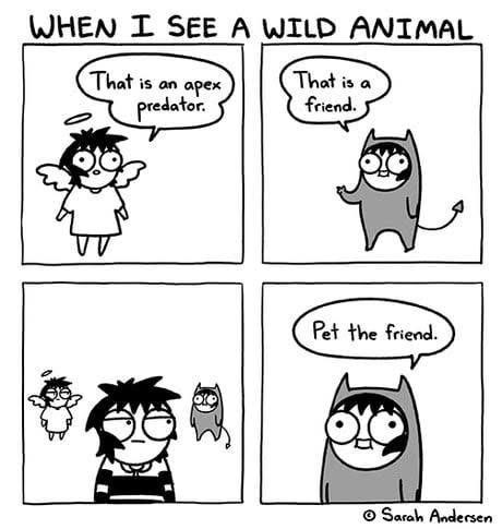 A 4 panel cartoon entitled “When I see a wild animal”
1st panel: An angel saying “That is an apex predator
2nd panel: A devil saying “That is a friend”
3rd panel: The angel and devil are miniature figures hovering either side of a persons head. The person is looking towards the devil
4th panel: The devil says “Pet the friend”
