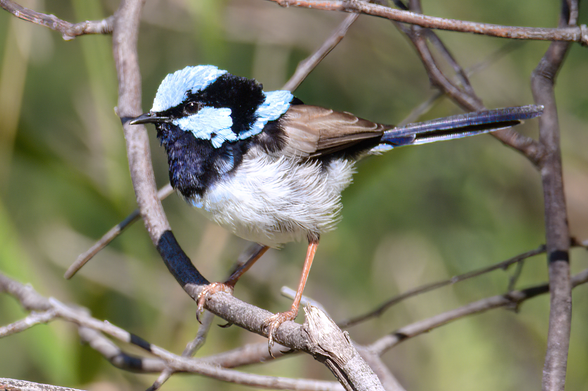 Small pale brown bird with light blue and black face in profile looking to left of frame. His tail is held out straight behind. Background is more twigs of the bush he's perched in, and blurred bushes
