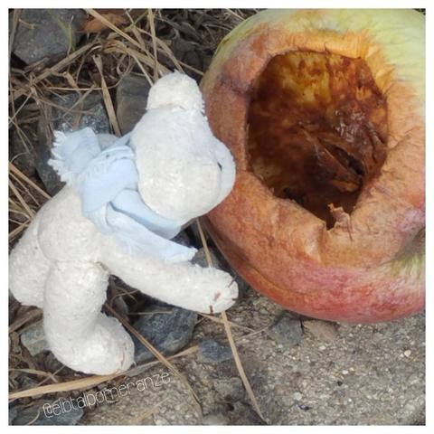 Kleiner weißer Teddy blickt in einen ausgehöhlten Apfel am Wegesrand,dessen Loch so groß ist, dass er selbst hineinpassen würde.
