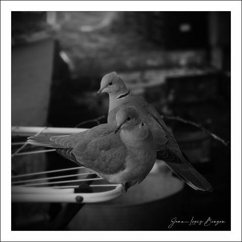 The image captures a serene moment featuring two birds, collared doves, perched closely together. The monochromatic palette creates a timeless quality, allowing the viewer to focus on the shapes and textures of the birds’ feathers without the distraction of color. The soft lighting enhances the delicate details, highlighting the gentle curvature of their bodies and the subtle variations in shading.
The composition suggests a sense of intimacy, as the birds appear comfortable in each other's presence. This closeness can symbolize companionship or peace, reflecting themes of unity and tranquility. In the background, hints of an abstract environment emerge, providing context without overwhelming the focal point. Overall, the image evokes a calm, contemplative atmosphere, inviting the viewer to pause and appreciate the simple beauty of these creatures.
