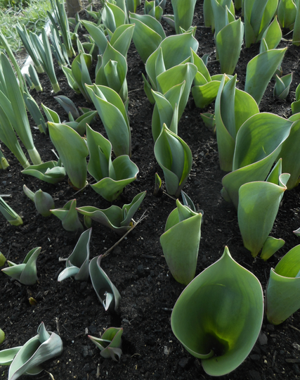 Tulipes et Jonquilles