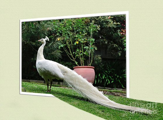 I came home from work the other day to find this beautiful white peacock strolling down our street on the road! I quickly parked the car and went to grab the camera and captured a few shots before he disappeared into someone's backyard. It is extremely unusual to find a wild peacock strolling in a residential area, although our area does have many trees.

Two days later, he returned, strolling from our place to other residential properties. I will look forward to meeting him again!

I do differ in opinion with a comment below that white Peacocks have blue eyes, as this one definitely appears to have red eyes.... so perhaps he is a real albino.  By Kaye Menner Photography.