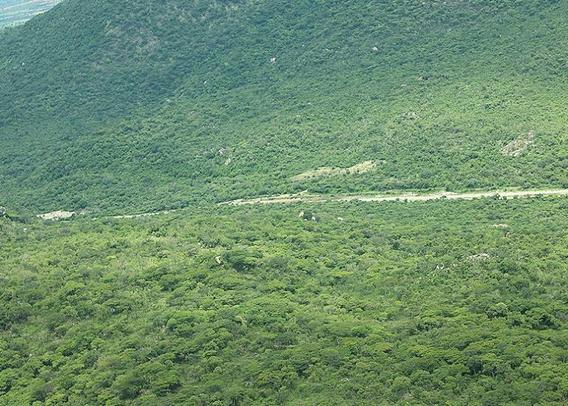 Tanzania Forest Services Agency: Guardians of Tanzania's Forests