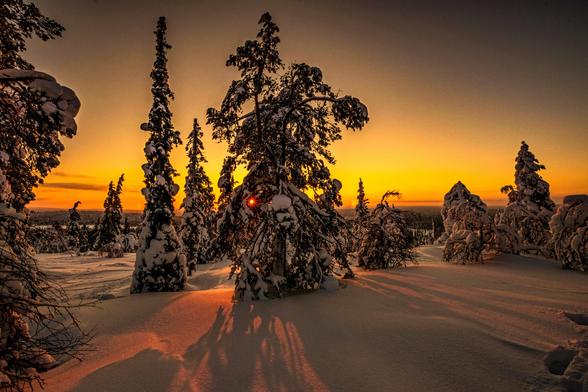 Schneelandschaft mit Bäumen in Finnland im warmen Licht eines Sonnenuntergangs.