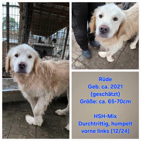 Taps 
Lieber Hundemann. Freute sich sehr über unseren Besuch und genoß die Streicheleinheiten. 
Rüde
Geb. ca. 2021 (geschätzt)
Größe: ca. 65-70cm
HSH-Mix
Durchtrittig, humpelt vorne links (12/24)