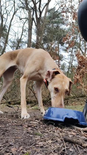 Blonde dog drinking from a blue bowl. Outside.