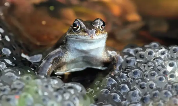 Just two species of frogs are native to the UK: the common frog and the pool frog – but the pool frog is very rare, and only a small population exists in Norfolk.

A frog sits on two clusters of jelly-like frogspawn.