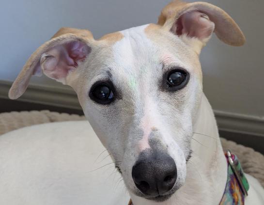 Close-up of 10 month old Whippet with lovely eyes 