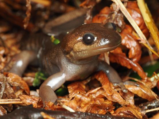 A slick, glossy salamander with a wide face and round eyes, with a brown dorsal side and a pale underside, stands in a cluster of leaf litter, head up as it looks slightly off from the camera.