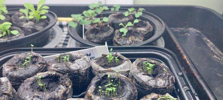 Dark Plastic containers with soil plugs and green seedlings.