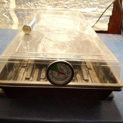 A square cropped photo looking at the end of the tray with planted seeds, it has a clear cover placed on top and a dial probe thermometer placed into the clear cover with it's tip resting on the first row of pots. The thermometer has a green zone to represent good worm compost temperature I think and has a cartoon worm in the middle. There is a smaller NSF food safety type thermometer on top of the clear tray cover. The bench top they are sitting on is blue and plastic. The background is silver reflective covered fiberglass cloth.